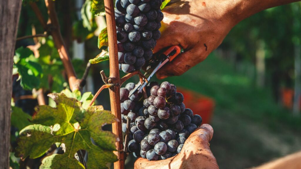 Le tendenze del vino più interessanti per il 2022 tendenze del vino biologico