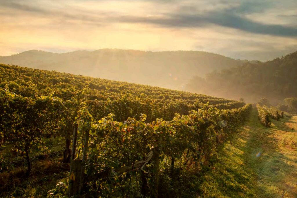 Le 7 migliori regioni vinicole degli stati uniti da visitare nel 2022 virginia